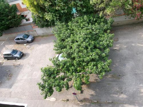 un arbre dans un parking à côté d'une voiture dans l'établissement Appartement cosy proche de la plage, à Canet