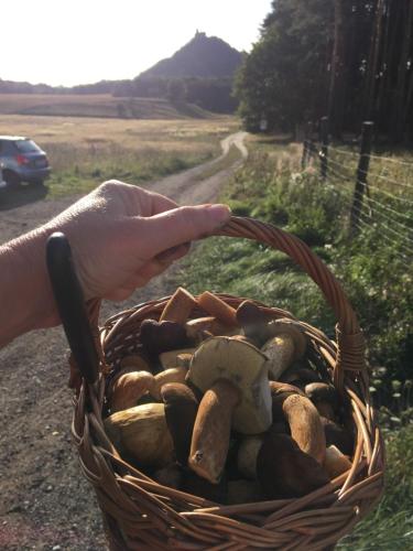 a persons hand holding a basket of rocks at Garden apartment RELAX in Doksy