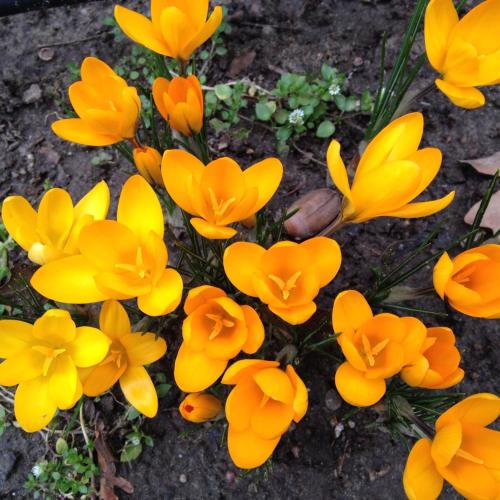 a group of yellow flowers on the ground at Öregtölgy Panzio in Csongrád