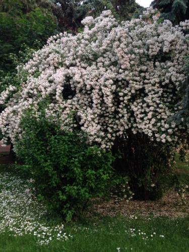 a large bush of flowers in the grass at Öregtölgy Panzio in Csongrád