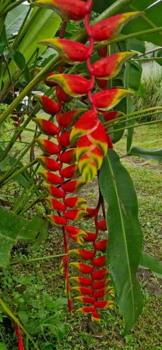 a red and yellow flower on a plant at Granja Agua Azul, Wi-FI,AC-WC,Parking,la Fortuna in Fortuna