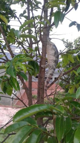 a bird is sitting in a tree at N&T BDR Hotel in Antananarivo