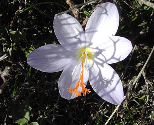 a white flower with an orange center on the ground at Dorana Apartments & Trekking Hotel in Diafani
