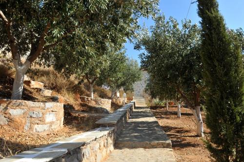 a row of olive trees on a path at Hydra Erato in Hydra