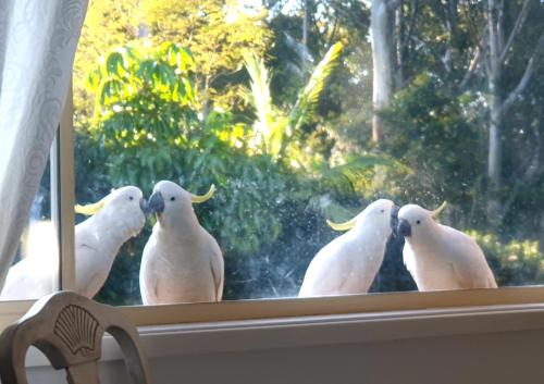 a group of white birds standing on a window sill at Hills Bed & Breakfast in Pennant Hills