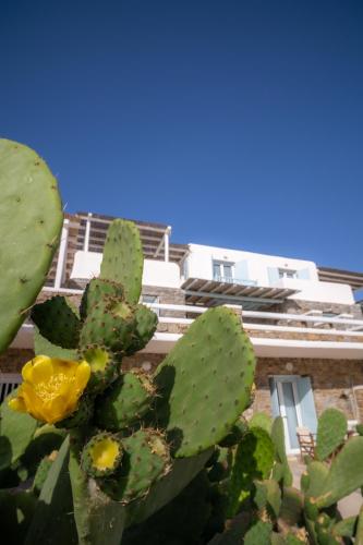 a cactus with a yellow flower in front of a building at Sofia's Bungalows Mykonos in Mýkonos City