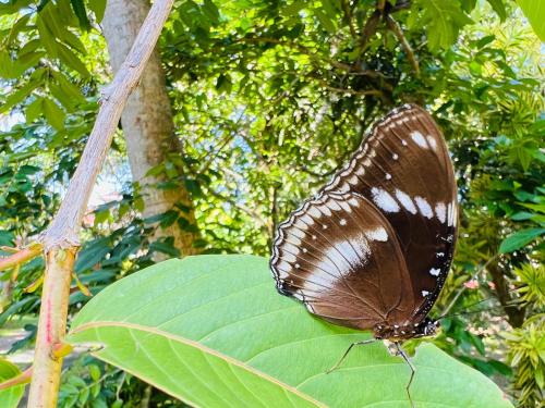a brown butterfly sitting on a green leaf at Krishan Villa in Negombo