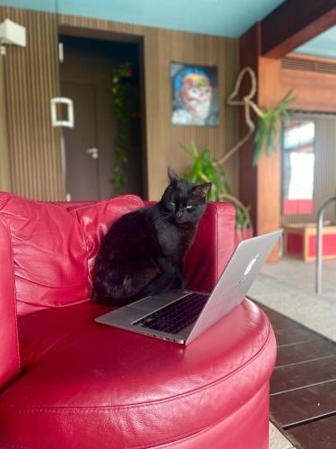 a black cat sitting on a red couch with a laptop at Superbe villa avec piscine intérieure, sauna, jacuzzi et salle de sport in Lucinges