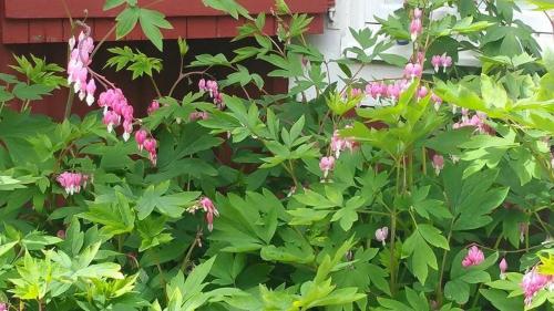 a garden with pink flowers and green plants at Stora Djulö Vandrarhem in Katrineholm