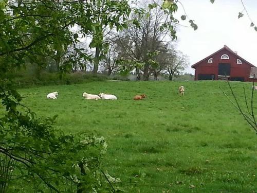 a group of animals laying in a field with a red barn at Stora Djulö Vandrarhem in Katrineholm