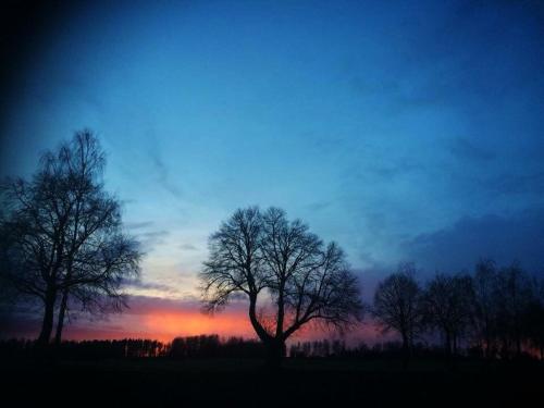 a group of trees in a field at sunset at Stora Djulö Vandrarhem in Katrineholm