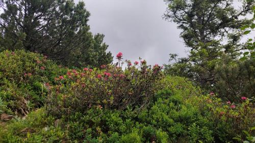 a bunch of flowers on a hill with trees at Gästehaus Christoph in Ried im Zillertal