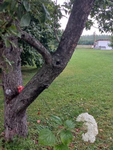 a branch of a tree with a white flower at Vikendica Nirvana in Loznica