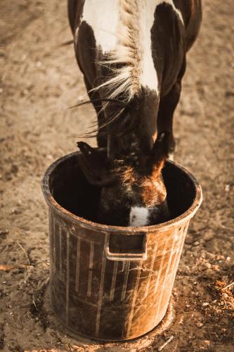 Gambar di galeri bagi Quinta das Caçadoras - Animal lovers only di Palmela