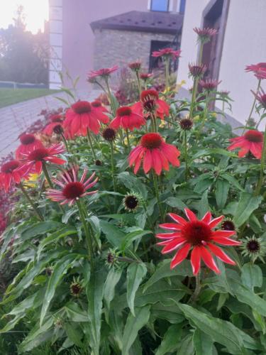 a bunch of red flowers in a garden at GOLD apartamenty & spa in Szczawnica