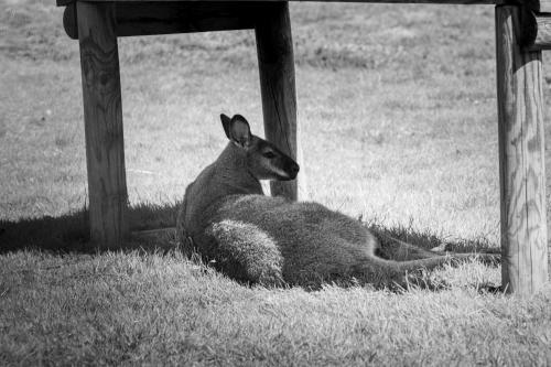 a kangaroo laying in the grass under a table at Logis Hôtel Le Régal & Spa in Saint Die