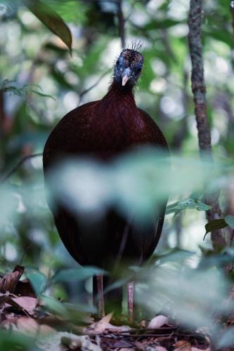 a bird is standing on the ground at Rinte Green Village & Bukit Lawang Jungle Trekking in Bukit Lawang