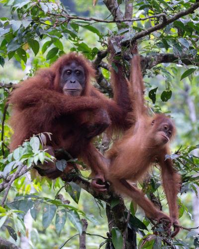 a monkey is sitting on a tree branch at Rinte Green Village & Bukit Lawang Jungle Trekking in Bukit Lawang
