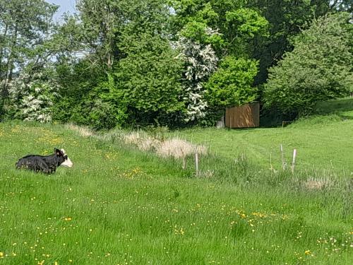 a black and white cow standing in a field of grass at amazonia in Litteau