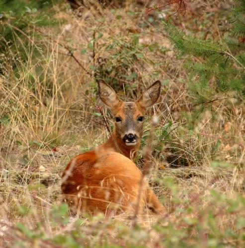 a deer sitting in the grass in a field at Nightingale Lodge - Adults Only in Lackford