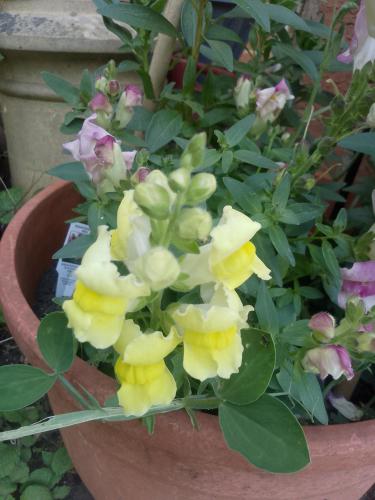 a potted plant with yellow flowers in a pot at Monk Ensuites in Towcester
