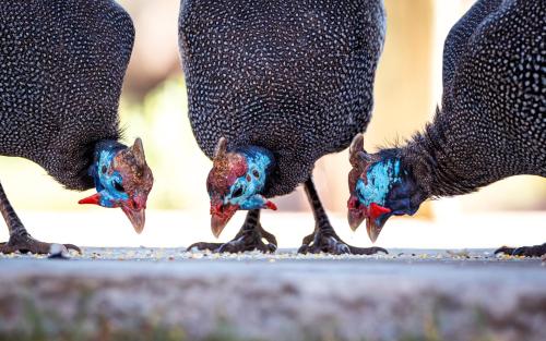 Animales en la casa vacacional o alrededores