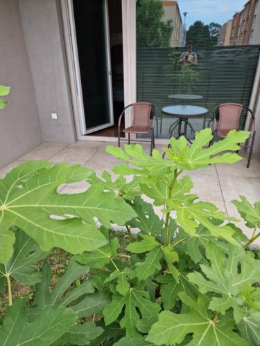 a plant with large green leaves on a patio at GLAM apartmán Bučovice in Bučovice