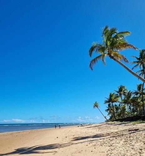 a palm tree on a beach with the ocean at Taipu - BEM PERTO das Piscinas Naturais in Marau