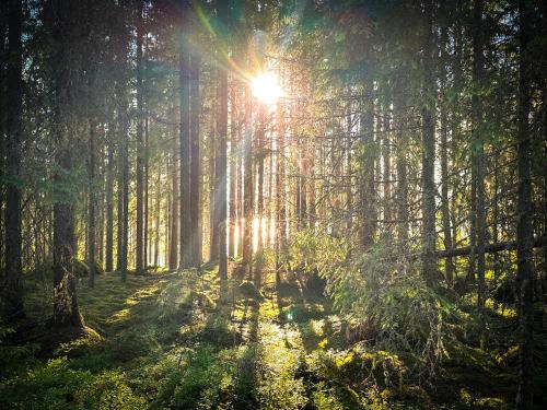 a forest with the sun shining through the trees at Happie Camp - Hagfors in Hagfors