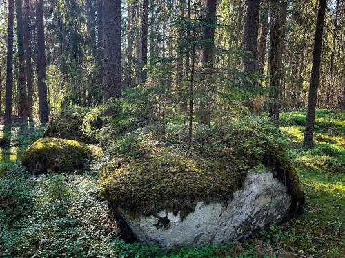 a large rock in the middle of a forest at Happie Camp - Hagfors in Hagfors