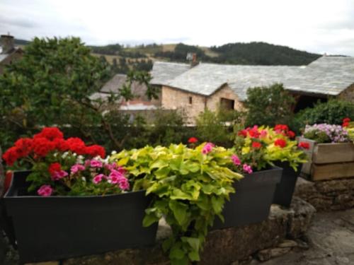a bunch of flowers in pots on a wall at Maison caussenarde de caractère Marguerite Rose in Saint-Georges-de-Lévéjac