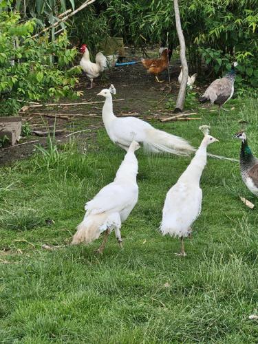 a group of white birds standing in the grass at Gite lapins in Fromelles