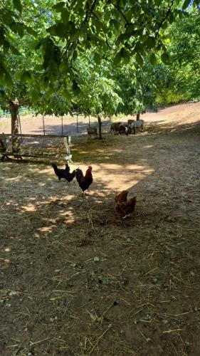 a group of chickens walking in the grass under a tree at LAGUN POOL VILLAGE in Yalova