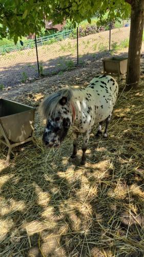 a dalmatian dog standing under a tree at LAGUN POOL VILLAGE in Yalova