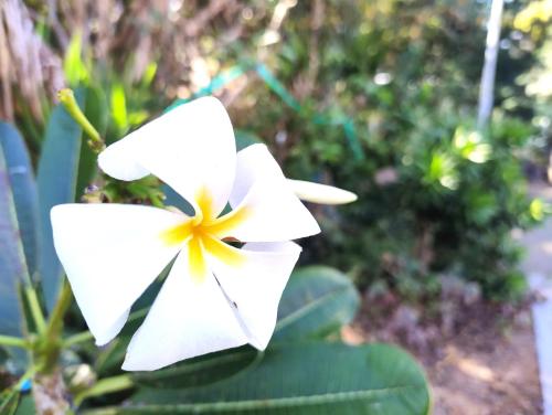 a white flower sitting on top of a plant at Spacious Townsville City Apartment in Townsville
