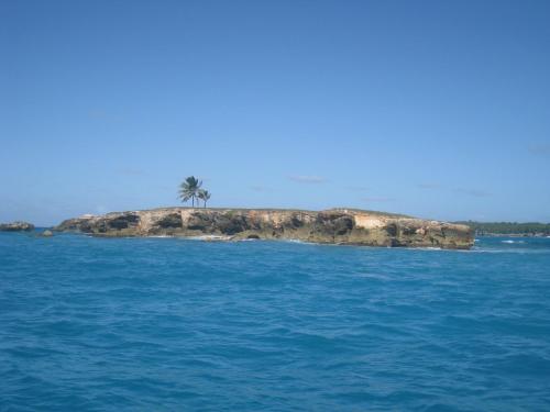 an island in the ocean with a palm tree on it at La Rose du Bresil Marie-Galante in Capesterre-de-Marie-Galante