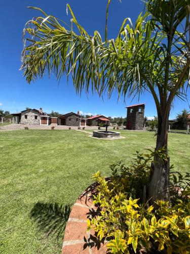 a palm tree in the middle of a field at Cabañas El Pedregal in Huasca de Ocampo