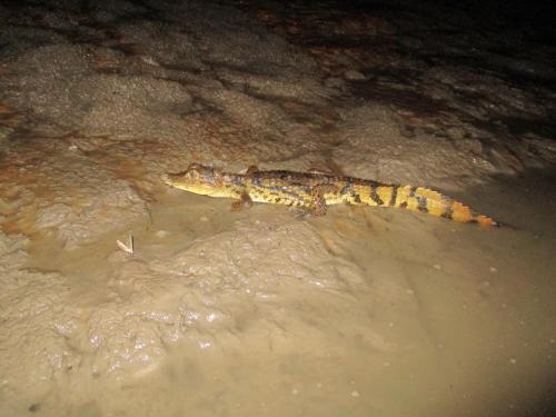 a crocodile laying on the ground in the water at Amazon Curassow Lodge and Expeditions in Paraíso