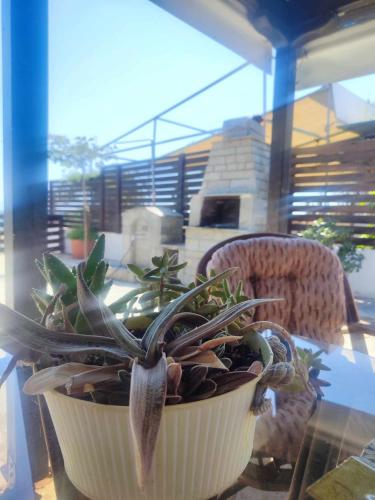 a potted plant sitting on a glass table at Sea Side House in Nea Chili