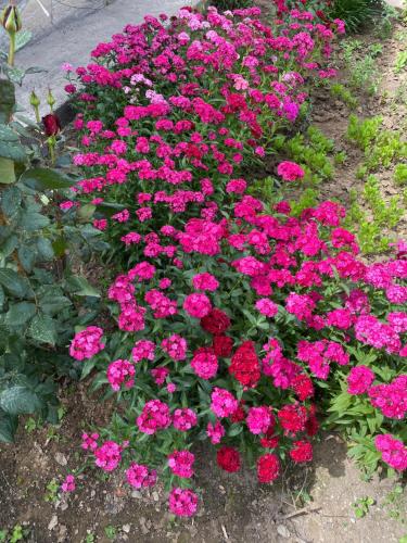 Un jardín fuera de AinaGul