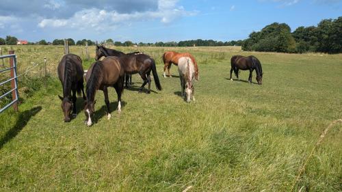 a group of horses grazing in a field at Ferien auf der Insel Poel in Kirchdorf