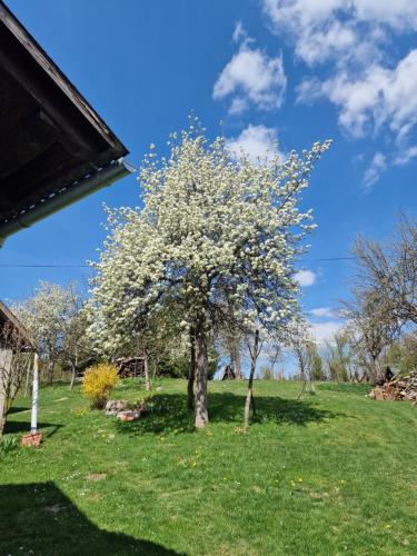 a tree with white flowers on a green field at apartman Luisiana in Lukovdol