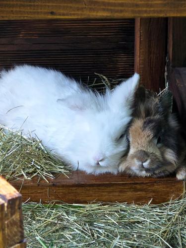 two rabbits are sleeping in a nest of hay at Hannover - PHIL & MAX Hotels und Apartments Messe in Hannover