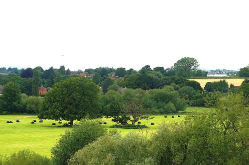 a field with cows grazing in a field with trees at Radcliffe Guest House in Ross on Wye