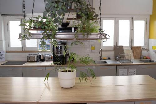 a kitchen with potted plants on a wooden table at Draft Hostel & Rooms in Lisbon