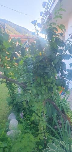 a plant with green leaves in a garden at Къща за гости Ози in Ovchartsi