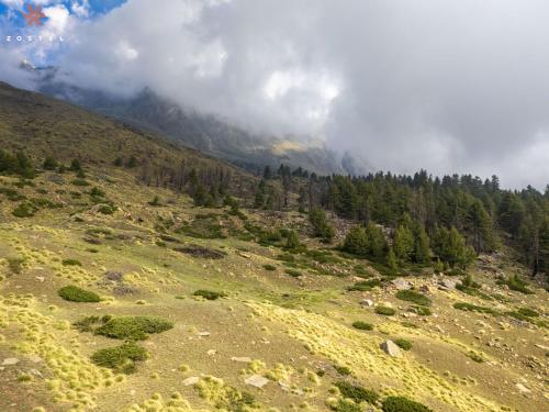 a view of a grassy hill with trees and mountains at Zostel Kalpa in Kalpa