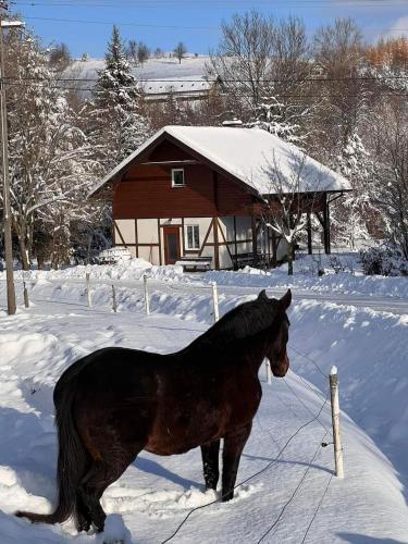a horse standing in the snow in front of a house at Domek w Ośrodku Jeździeckim Tarpan in Rzepedż