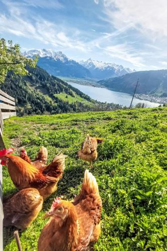 a group of chickens standing in a grassy field at Apartment Unterpirchhof by Interhome in Thumersbach