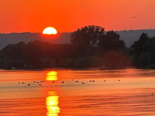 a group of birds in the water at sunset at La Casa Di Agartha in Bolsena
